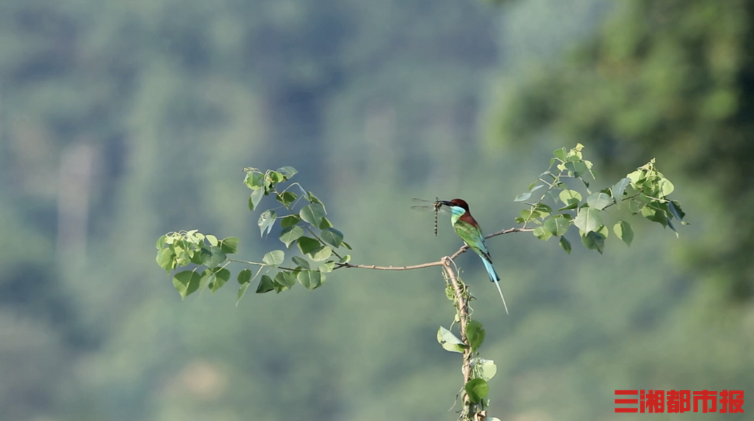 神奇生物在哪里|“中国最美小鸟”来湘度蜜月,“嘘,别打扰它们” 神奇生物在哪里|“中国最美小鸟”来湘度蜜月,“嘘,别打扰它们”