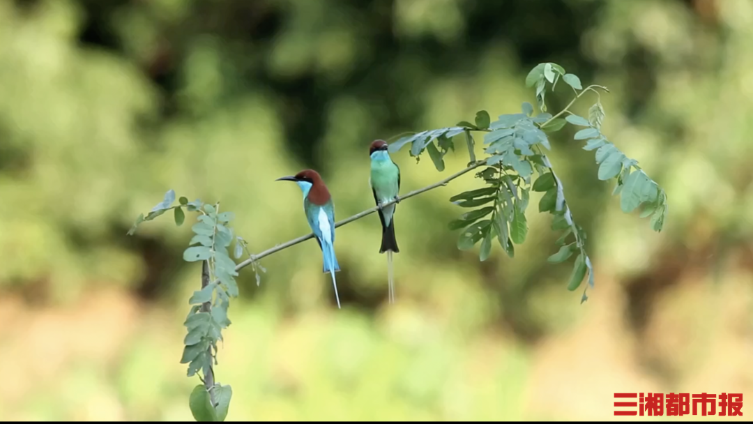 神奇生物在哪里|“中国最美小鸟”来湘度蜜月,“嘘,别打扰它们” 神奇生物在哪里|“中国最美小鸟”来湘度蜜月,“嘘,别打扰它们”