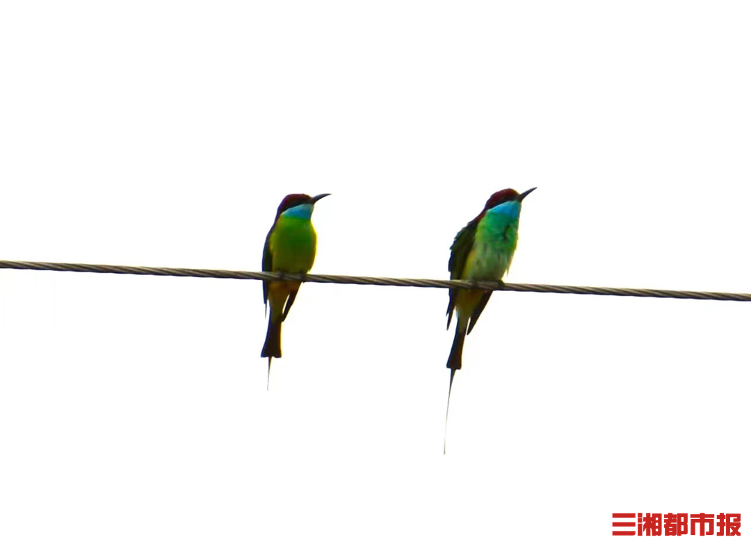 神奇生物在哪里|“中国最美小鸟”来湘度蜜月,“嘘,别打扰它们” 神奇生物在哪里|“中国最美小鸟”来湘度蜜月,“嘘,别打扰它们”