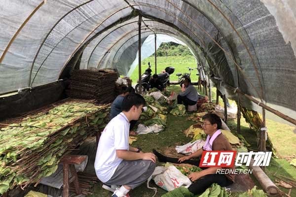 湖南农业大学“三下乡”实践团赴宁乡开展烟草产业调研及科技服务