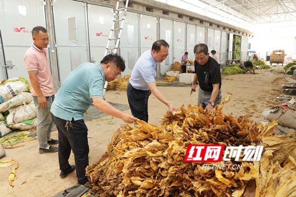 政协烤烟2_副本.jpg