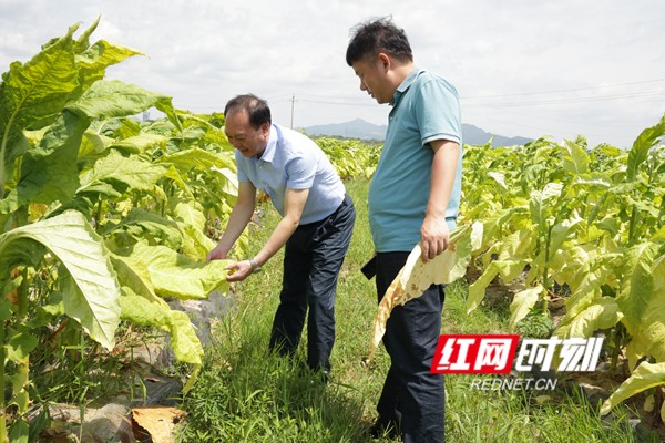 李烤烟_副本.jpg
