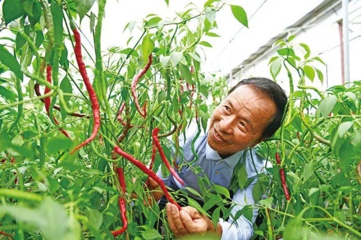 专研不止，湖南81岁老人培育300余种辣椒
