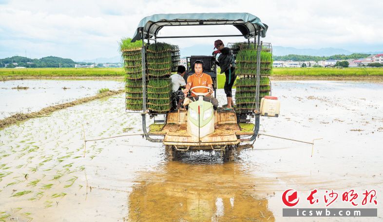 　　在一片水田中，一台抛秧机正在快速作业，现代化农机的助力让“双抢”效率大大提高。