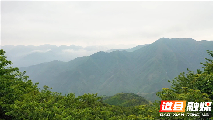 0704道县：瑶乡厚朴采收忙  乡村振兴产业旺 (4).jpg