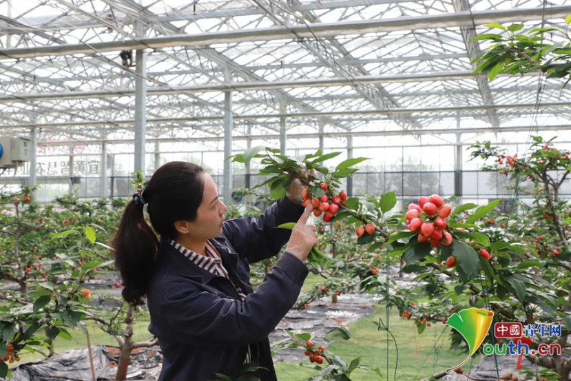 宜黄县农业示范园内，基地员工在查看樱桃的生长情况。尹文兵 摄