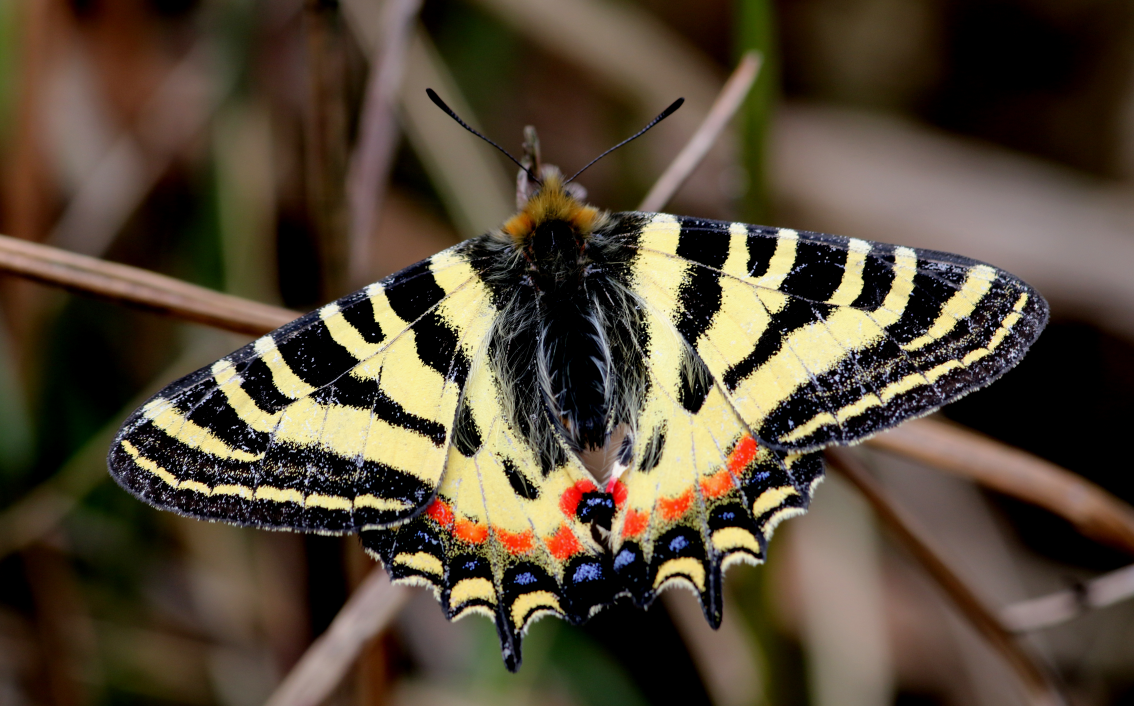 湖湘自然历丨万类霜天竞自由⑥游走在生命的“特殊”之境