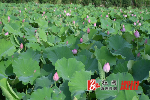 DSC_1216.MP4.00_00_00_00.静止001.jpg