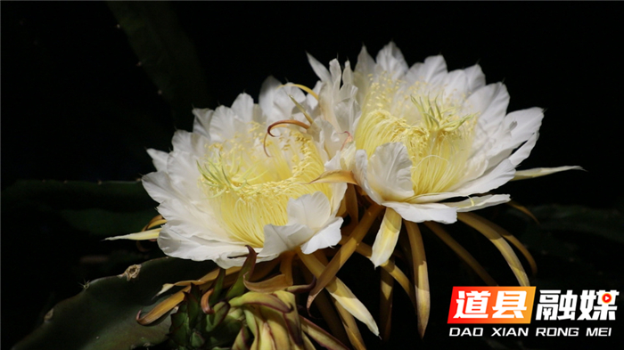 0706道县：火龙果“昙花”一现 果农挑灯助授粉04.jpg