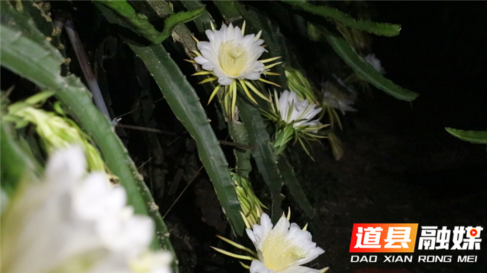 0706道县：火龙果“昙花”一现 果农挑灯助授粉02.jpg