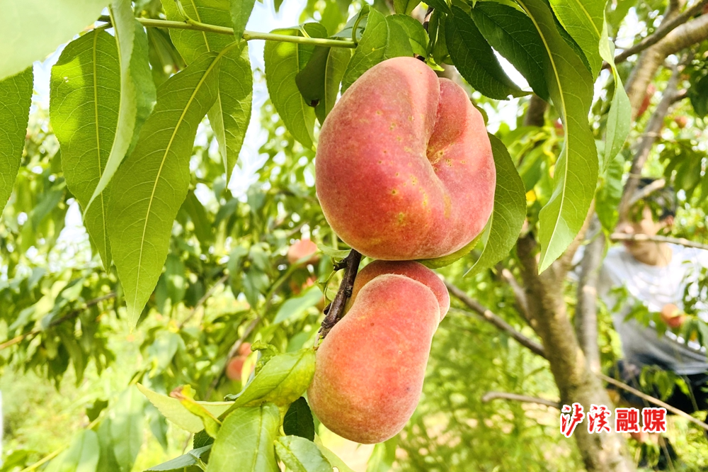 mmexport1657467640345_副本.jpg