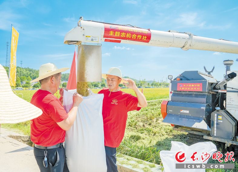 　　工作人员正在对丰收的稻谷打包，并进行称重计量。