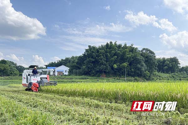 在安沙镇唐田新村，收割机正在稻田里进行收割作业。均为阮霖浩 摄副本.jpg