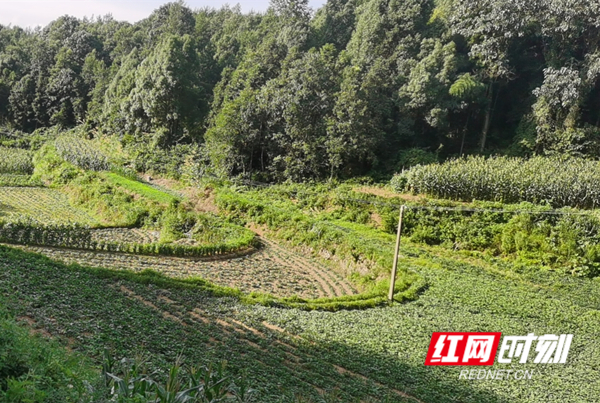 沙湾村红薯产业基地_副本.jpg