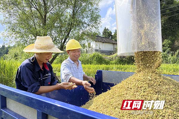 高科和陈高胜看着收获的稻谷，满脸都是笑意。阮霖浩摄副本.jpg