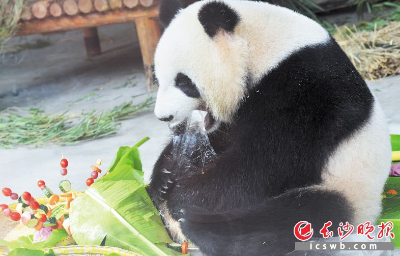 　　高温天气下，大熊猫津津有味地啃着冰块。图片均为长沙晚报全媒体记者 贺文兵 摄