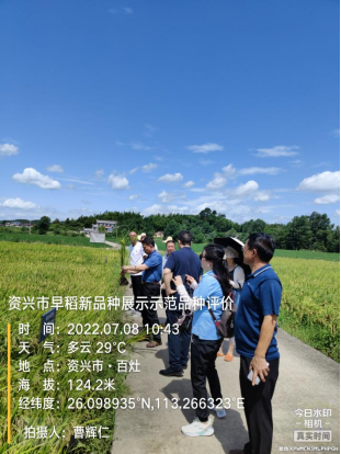 我市召开早稻新品种展示示范验收评价现场会733.jpg