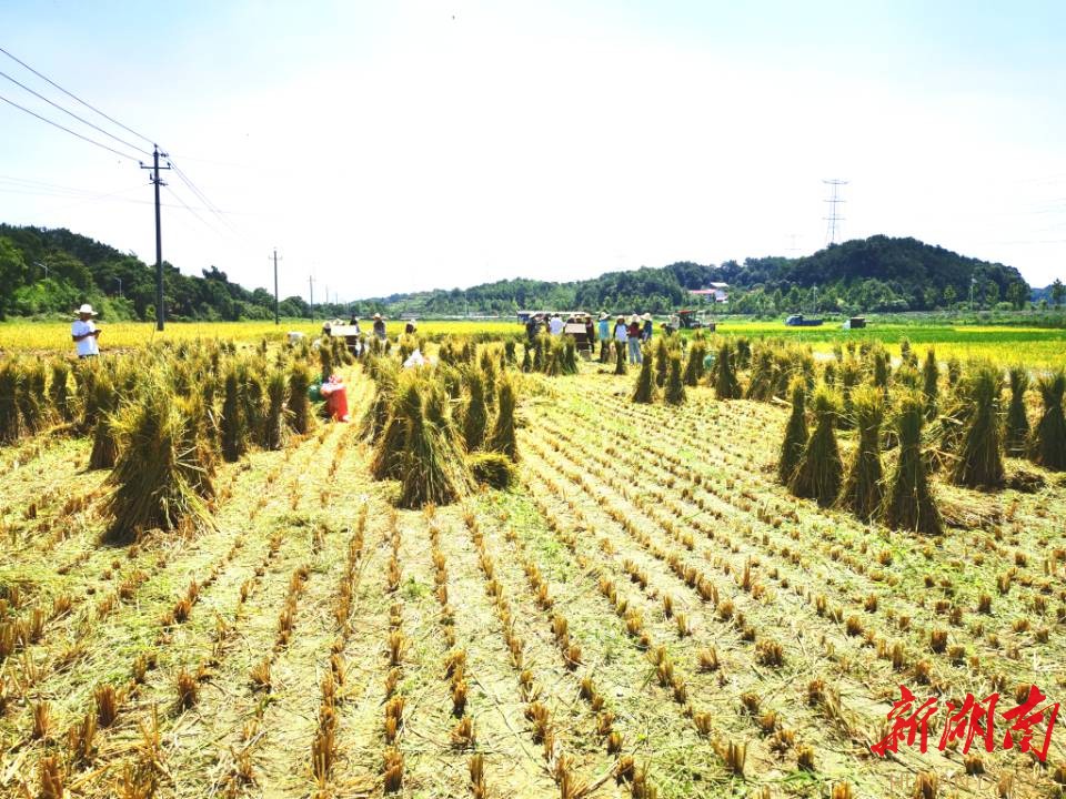 “哪怕晒脱一层皮，也要为国家多收粮”——长沙县“双抢”见闻