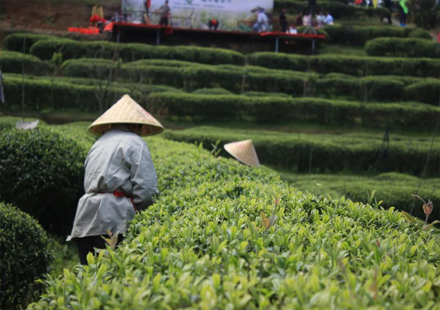 全球瞩目！这场世界级大会即将在中国召开！茶业如何在保护传承中发展？