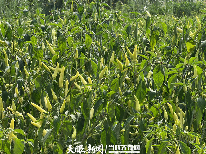 1657953663419450.jpg 5.jpg