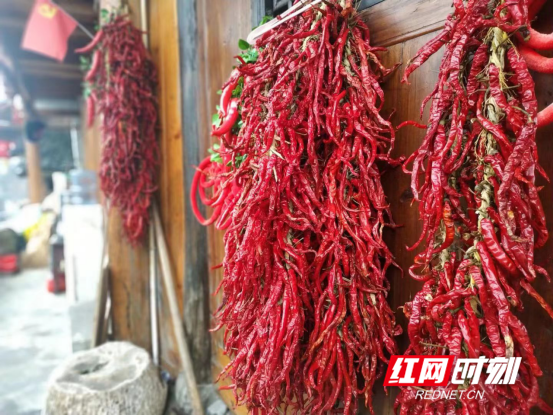 湘西十八洞村居民家墙壁上悬挂的辣椒鲜艳夺目。.png