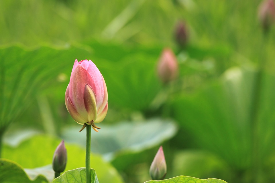 lotus-3415531_960_720.jpg