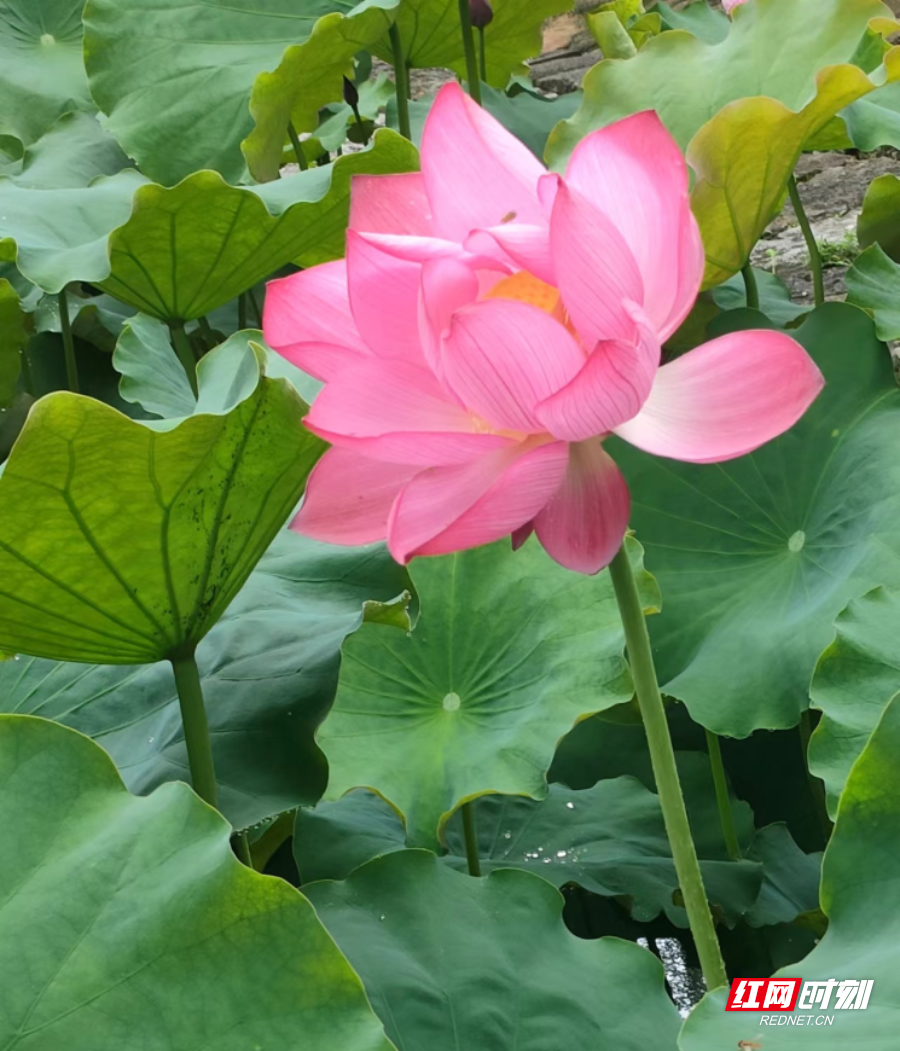 640 (1)副本.png 640 (1)副本.png