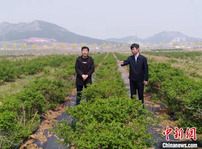 濟(jì)南市人大代表、平陰縣玫瑰鎮(zhèn)黨委書記楊欣調(diào)研玫瑰規(guī)范化種植情況。右一為楊欣。 受訪者供圖