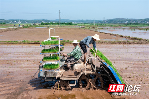 芒种。咏洲.jpg 芒种。咏洲.jpg