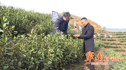 【宁远县第五届道德模范—诚实守信】姜林军：茶叶种植带富一方百姓2_500.jpg