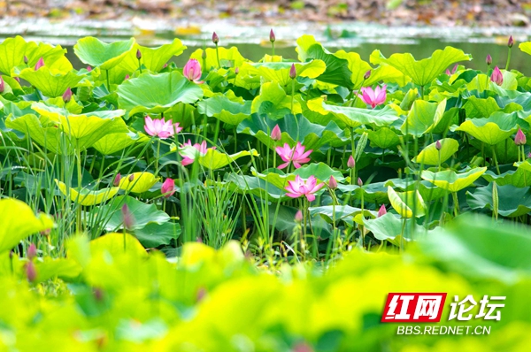 映日菡萏。稀里马哈.jpg 映日菡萏。稀里马哈.jpg