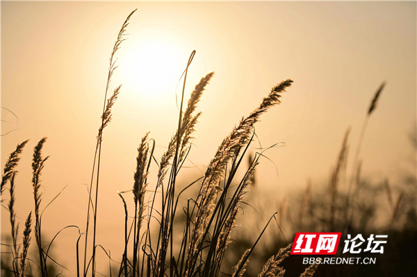 冬日的茅草随风摇曳 永州明天.jpg 冬日的茅草随风摇曳 永州明天.jpg