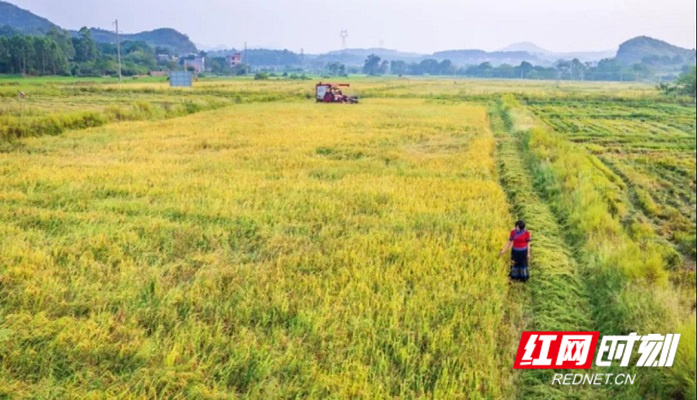 作为农业大省，湖南农业发展上升空间还很大。.jpg