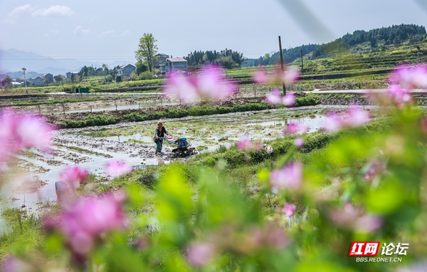 青草花香伴春耕。滕树明.jpg 青草花香伴春耕。滕树明.jpg