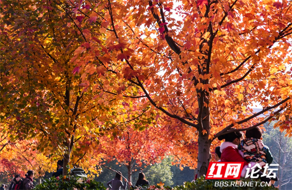 年年枫叶依旧红。朱世俊.jpg 年年枫叶依旧红。朱世俊.jpg