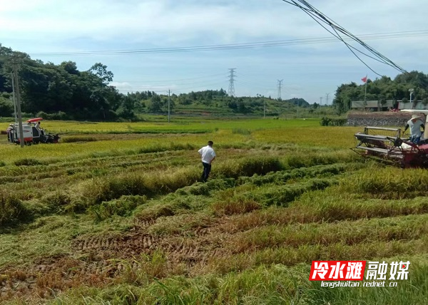 岚角山街道：田间“双抢”正当时.jpg