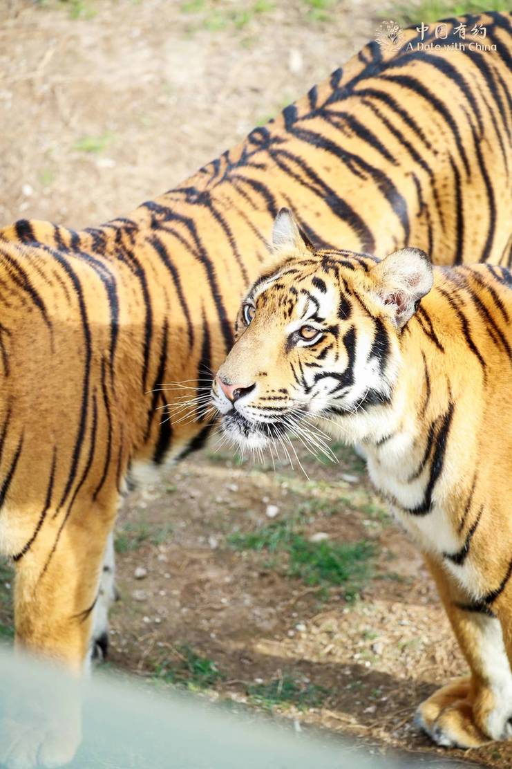 A Date with China: South China tiger breeding witnesses accelerated ecological construction in E. China's Fujian