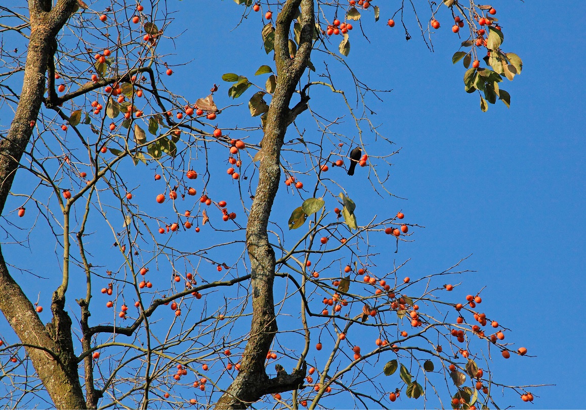湖湘自然历丨万类霜天竞自由㉕天桥山上这对“姊妹”,美了2000多年 湖湘自然历丨万类霜天竞自由㉕天桥山上这对“姊妹”,美了2000多年