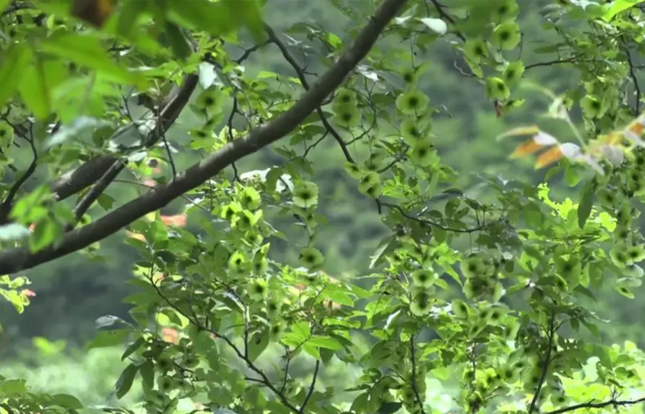 ▲植物界的“大熊猫”青钱柳。这里有连片万亩以上的原始散生青钱柳树群基地，其规模在国内罕见。.png
