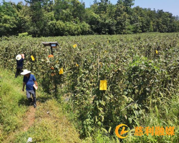 县植保站全力做好“三棵菜”安全用药绿防工作34_副本.png 县植保站全力做好“三棵菜”安全用药绿防工作34_副本.png