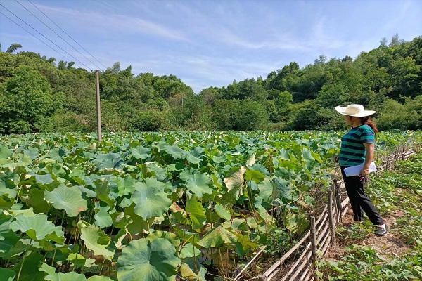 7.27桂花村耕地治理.jpg