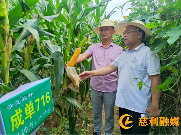 慈利县玉米新品种展示示范现场会召开189_副本.png