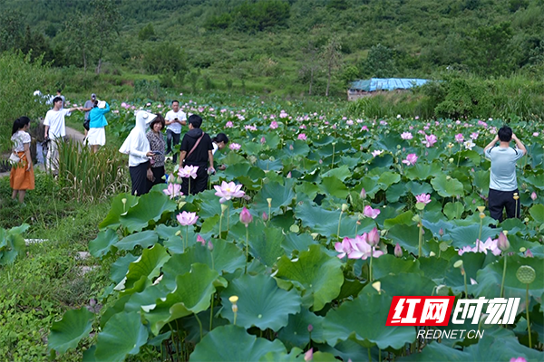 种植基地内游客们正在赏花拍照采摘莲蓬1.png