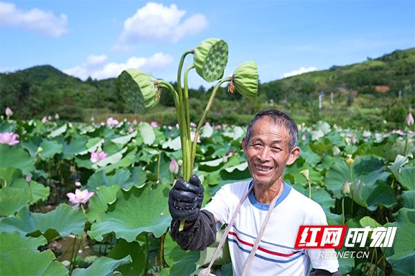 农户手捧莲蓬笑开了花1.png