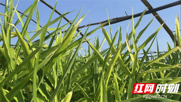 香姜2.jpg 香姜2.jpg