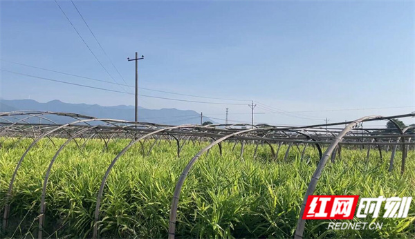 香姜.jpg 香姜.jpg