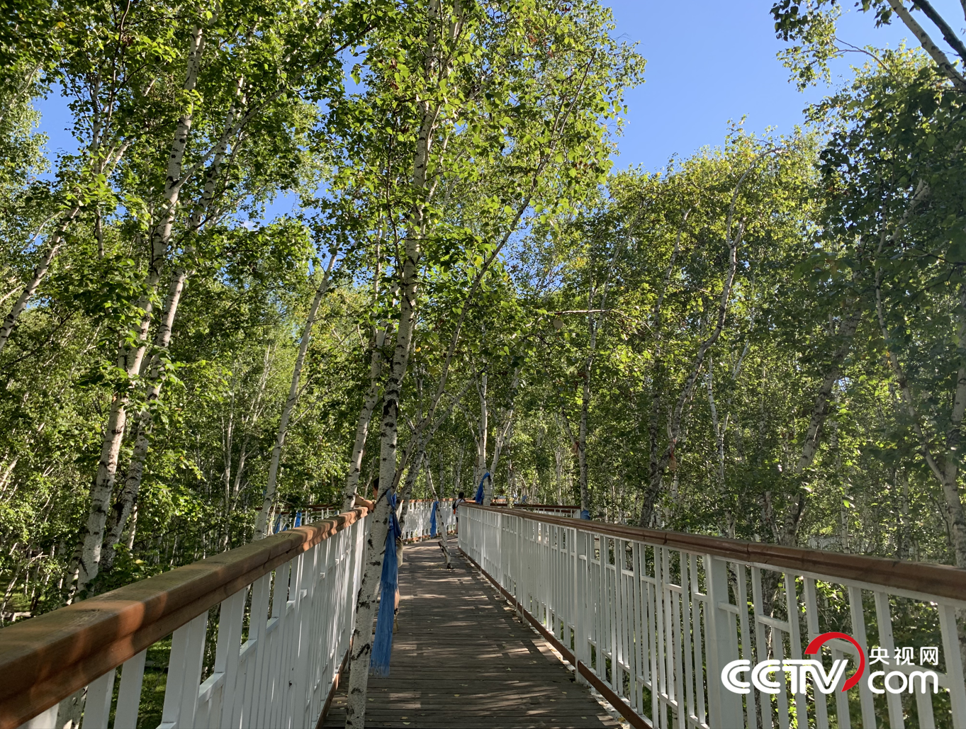 （白桦林景区的步行栈道 央视网记者 王静远 摄）
