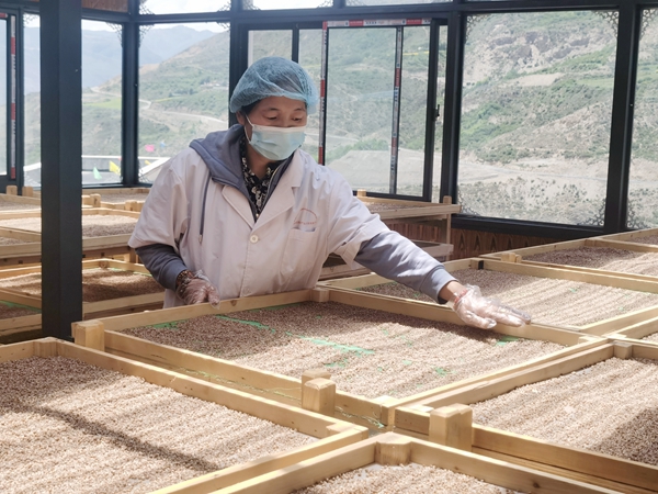 图为产出的荞麦籽颗粒饱满_副本.jpg
