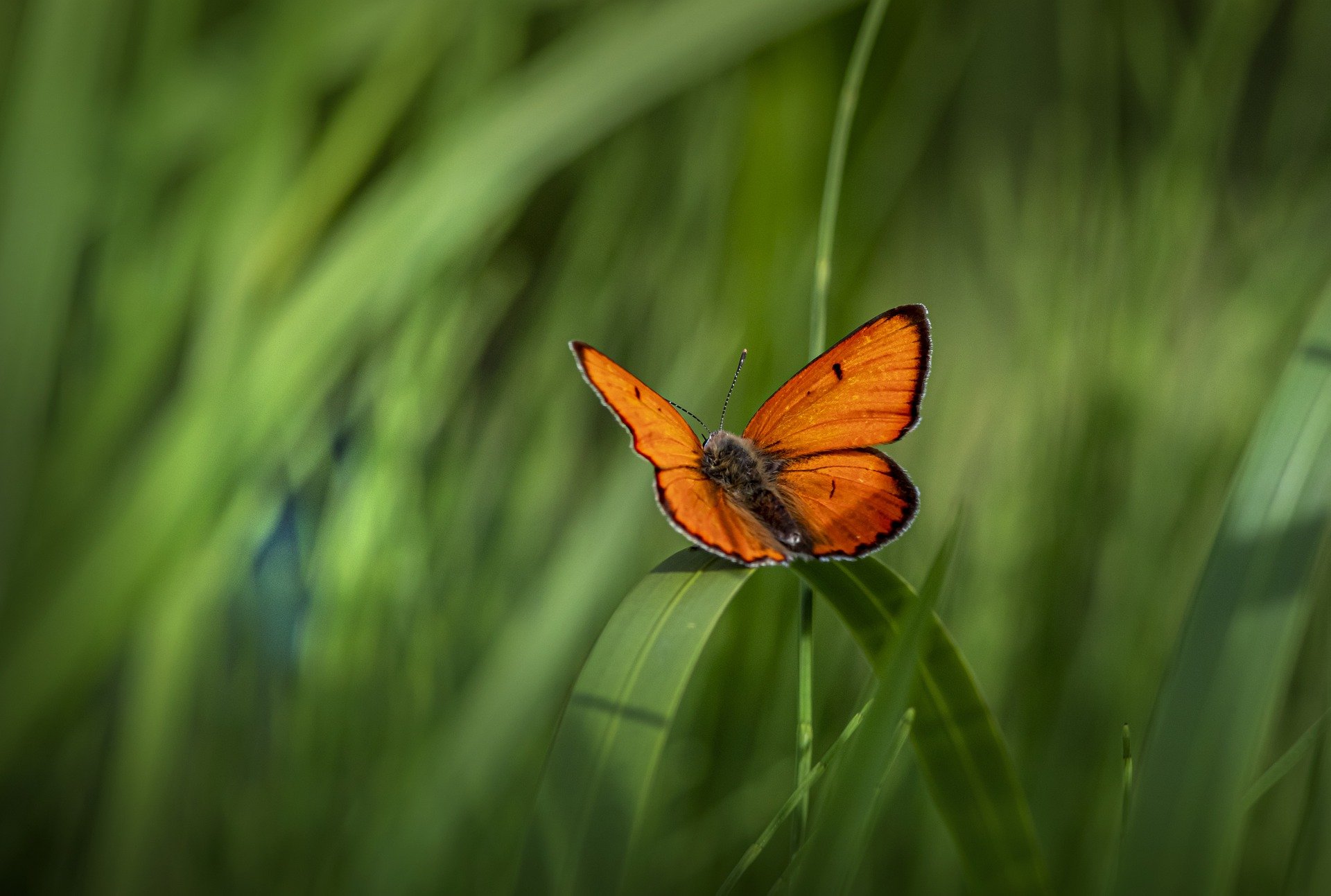 butterfly-7320158_1920.jpg