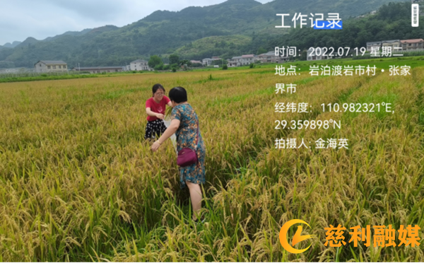 慈利县开展早稻谷质量安全风险监测35_副本.png
